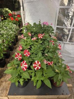 Pétunias 